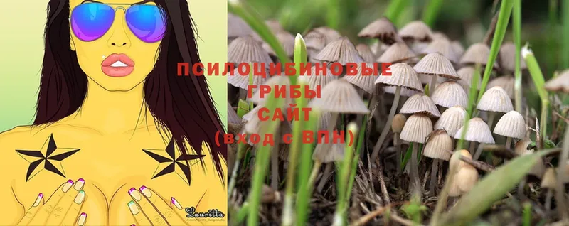 Галлюциногенные грибы Magic Shrooms  купить  сайты  Новомичуринск 